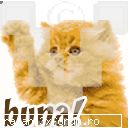 super::.. hello