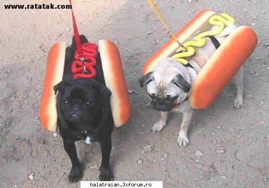 poze haioase hot dogs
