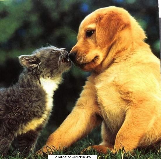 poze animale cuplu minunat!!!