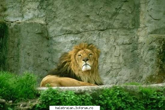 poze animale zodia mea