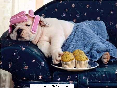 poze haioase dogday