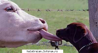 vaca shi cainele poze haioase