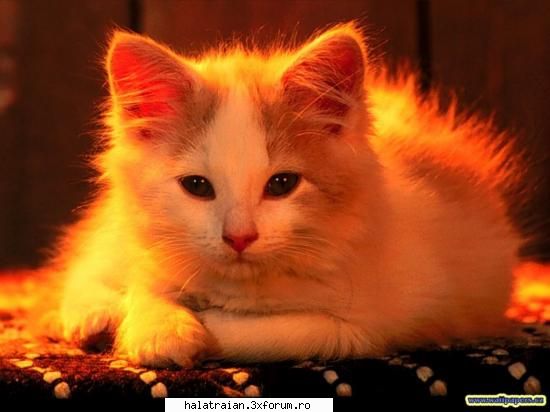 Poze cu animale - Ce te uitzi asa la mine?? - Album Foto