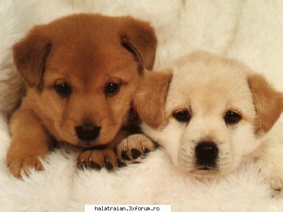 Poze cu animale - Ionutz - Album Foto