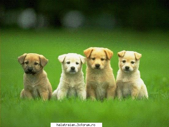 cei 3 muscketari care erau defapt 4 poze cu animale