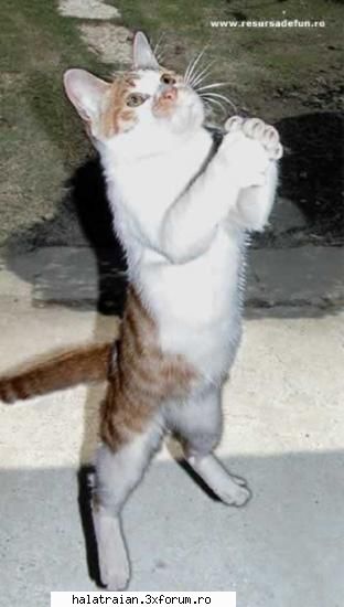 Poze cu animale - te rog Doamne un soarece macar la 2zile!!!:( - Album Foto