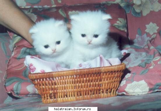 Poze cu animale - BAGHERA - Album Foto