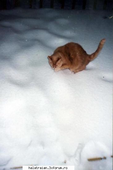 Poze cu animale - Am visat ca ma jucam cu zapada - Album Foto